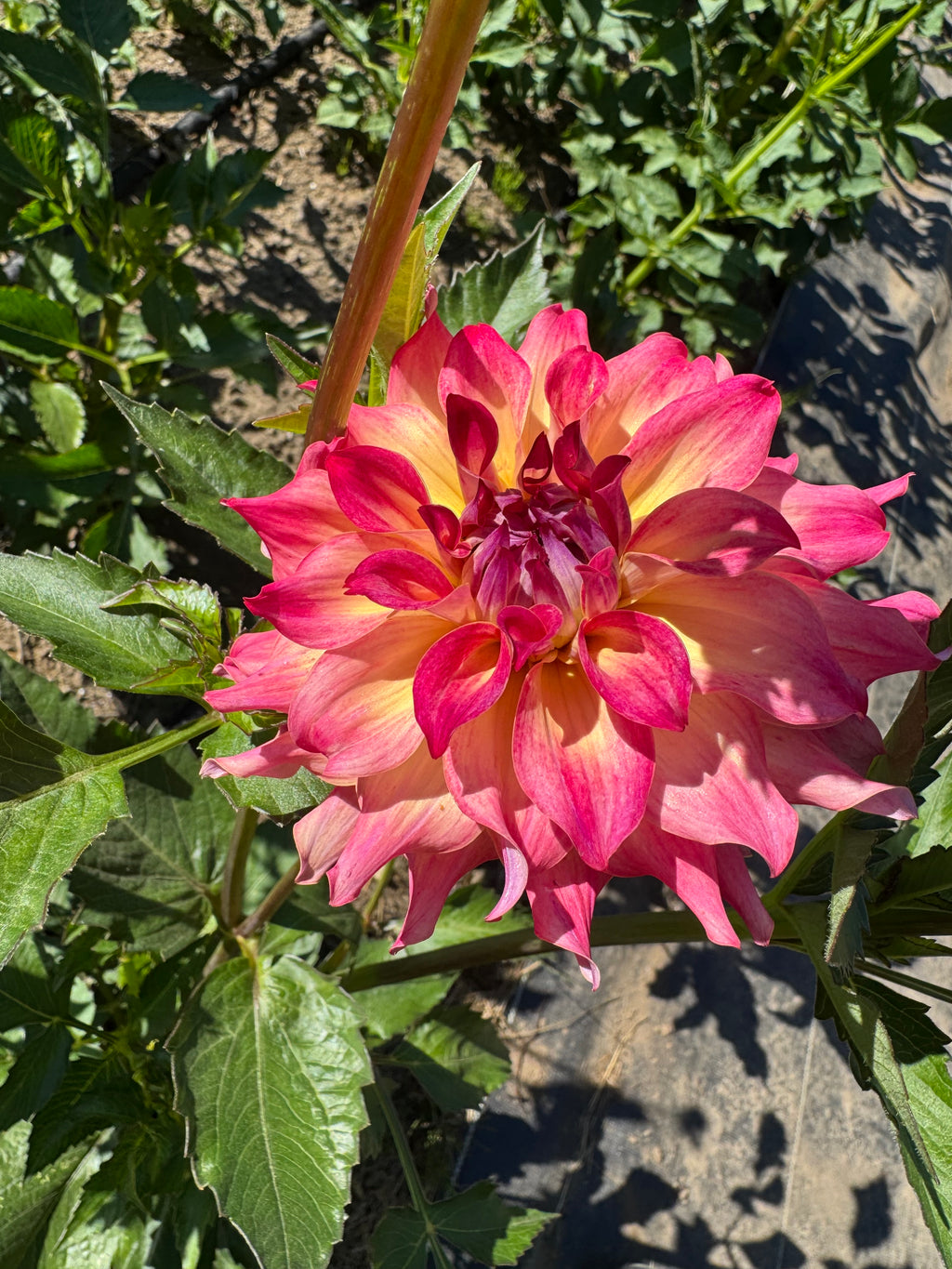 AC Rosebud