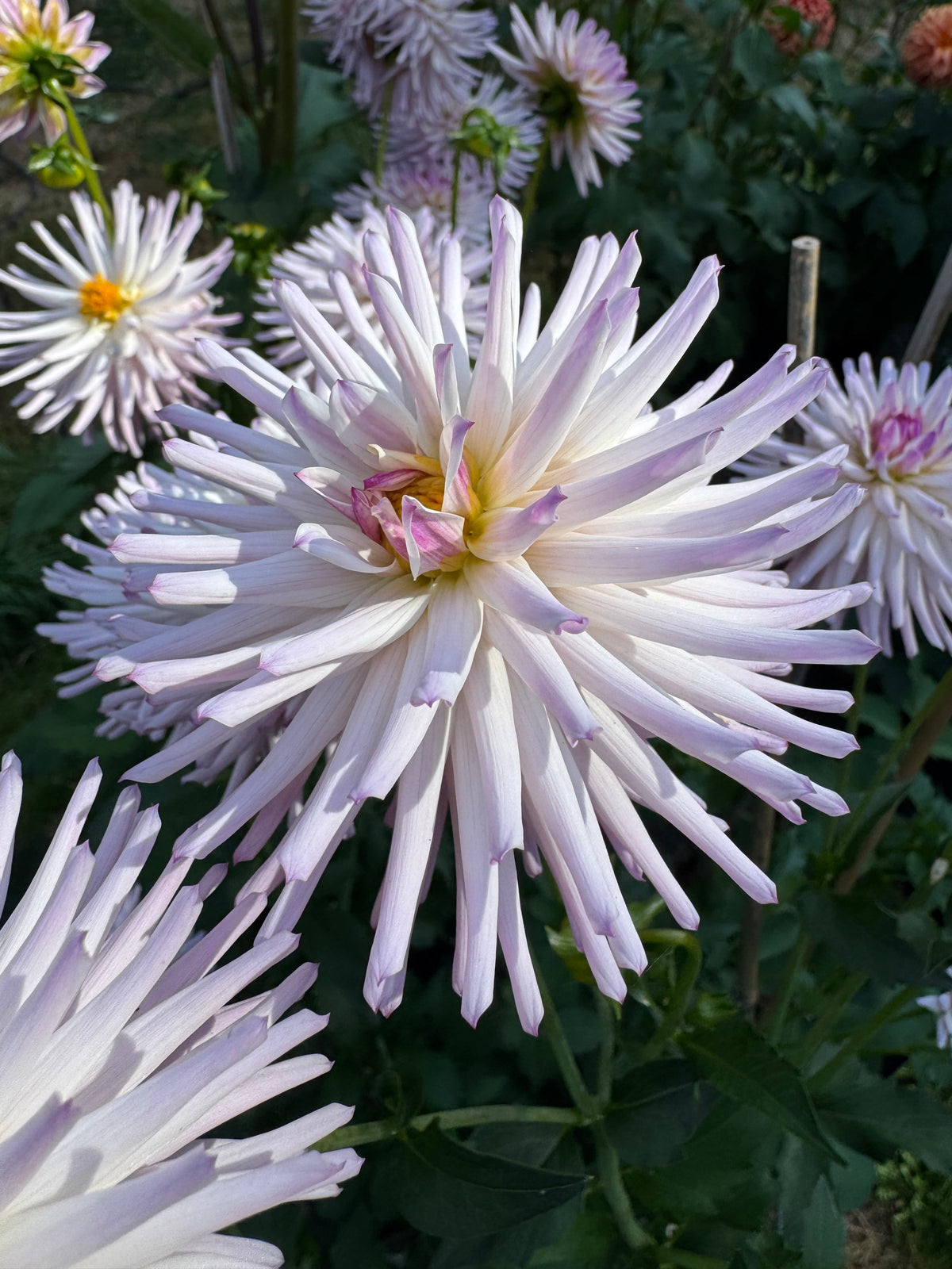 Josudi Andromeda