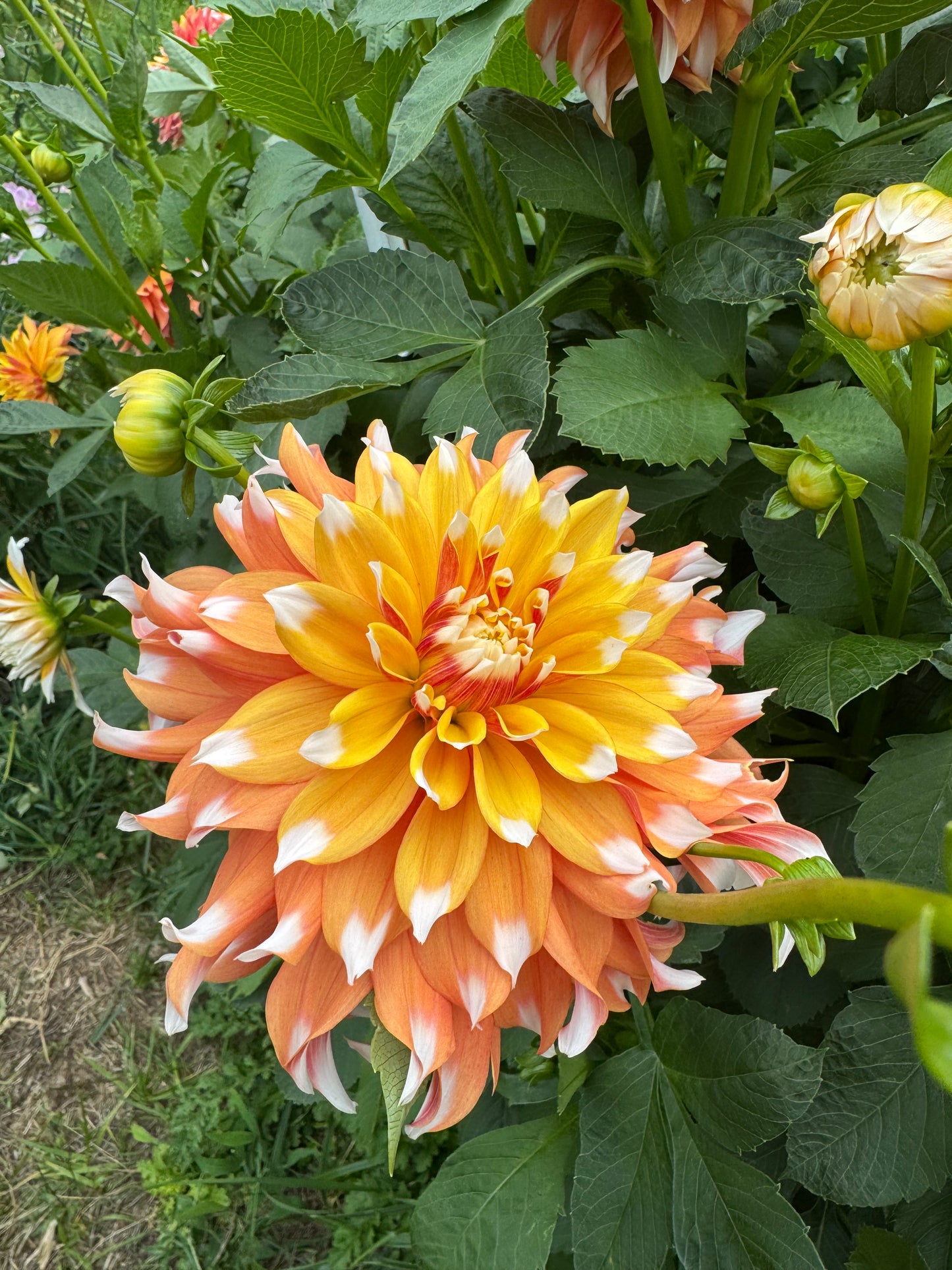 Bloomquist Candy Corn