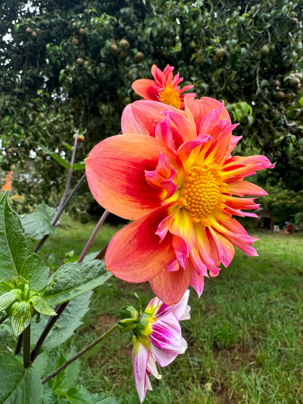 POG(Passion Fruit Orange Guava)