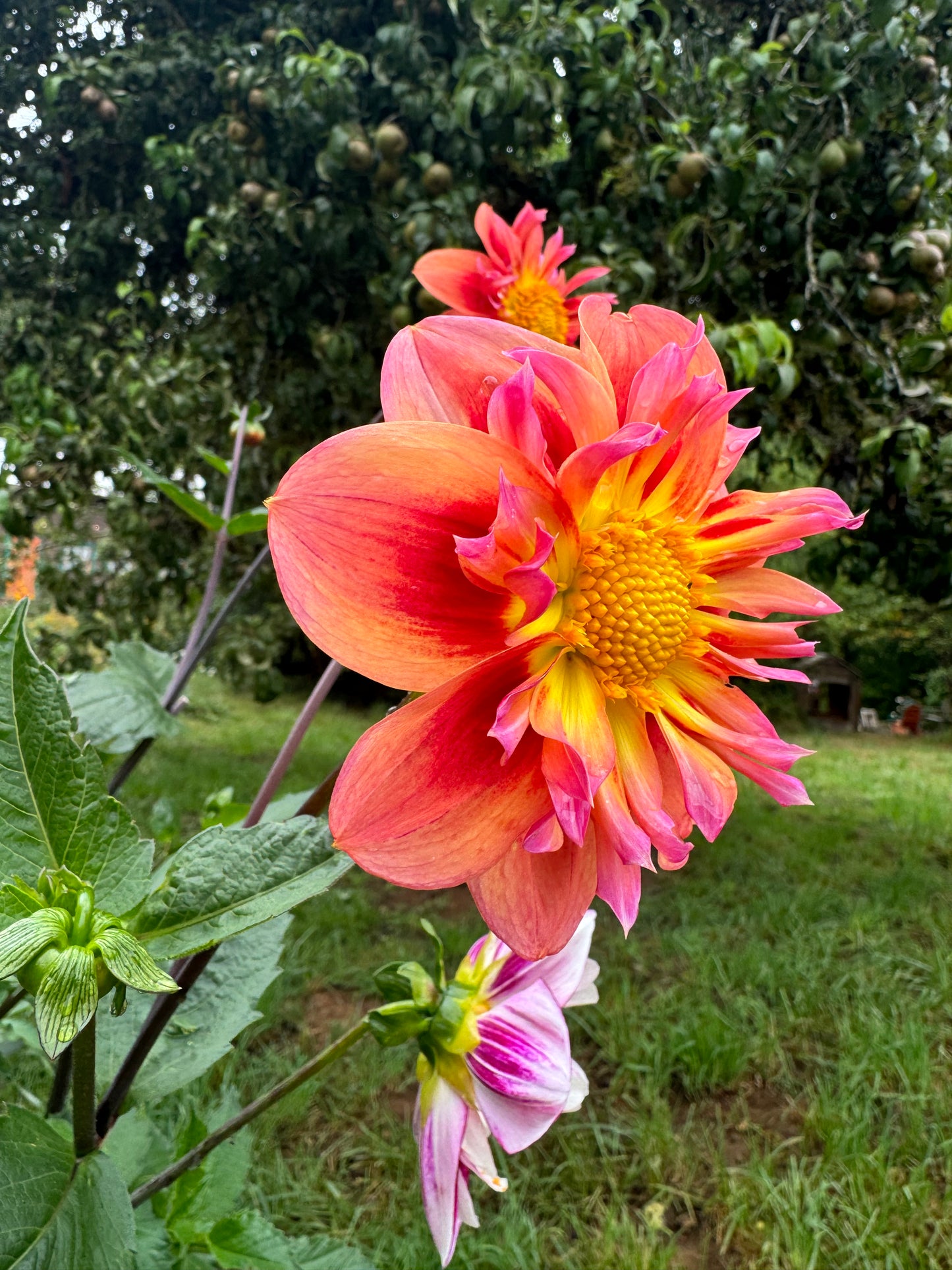 POG(Passion Fruit Orange Guava)