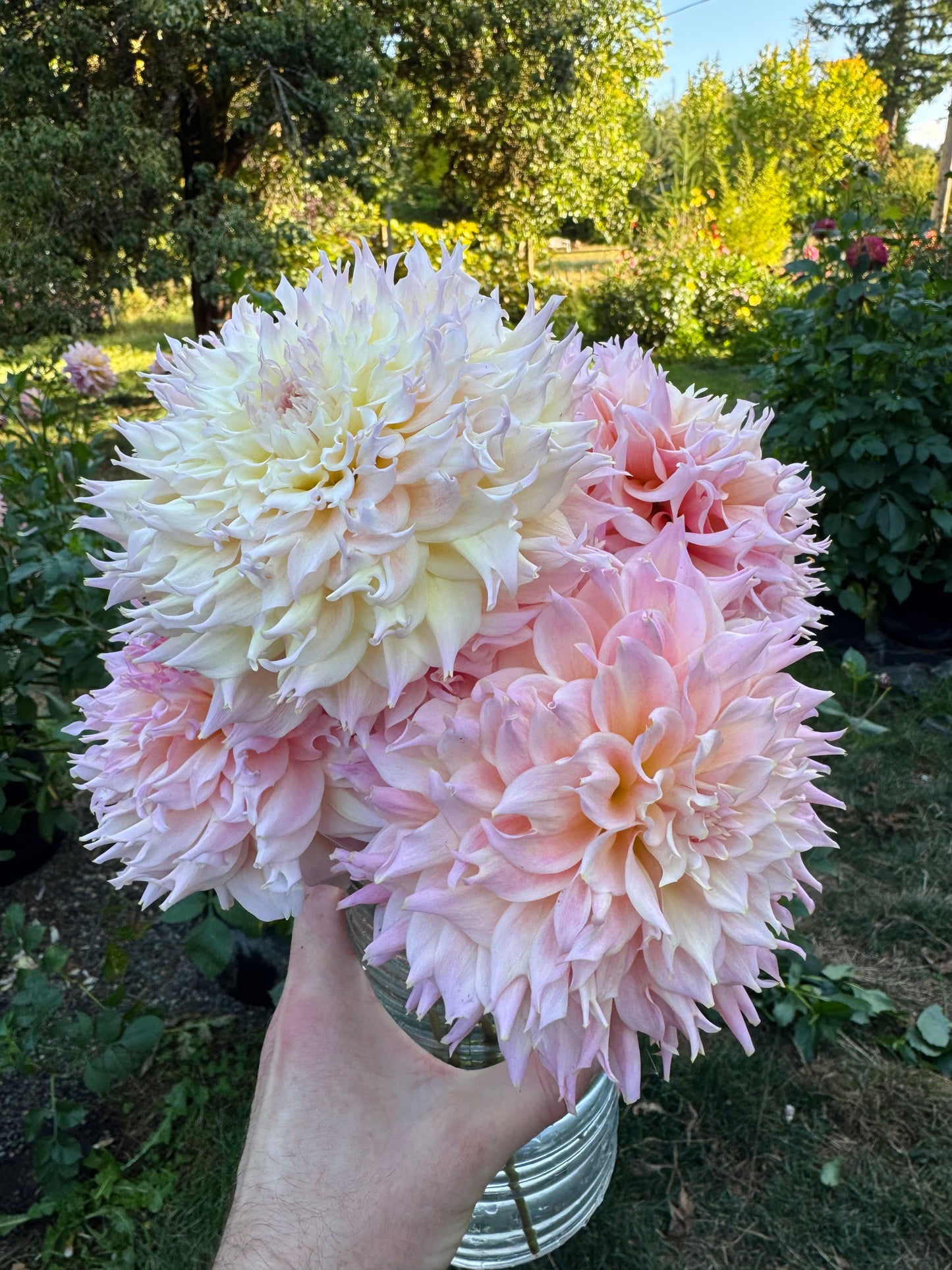 Lee’s Pink Grapefruit