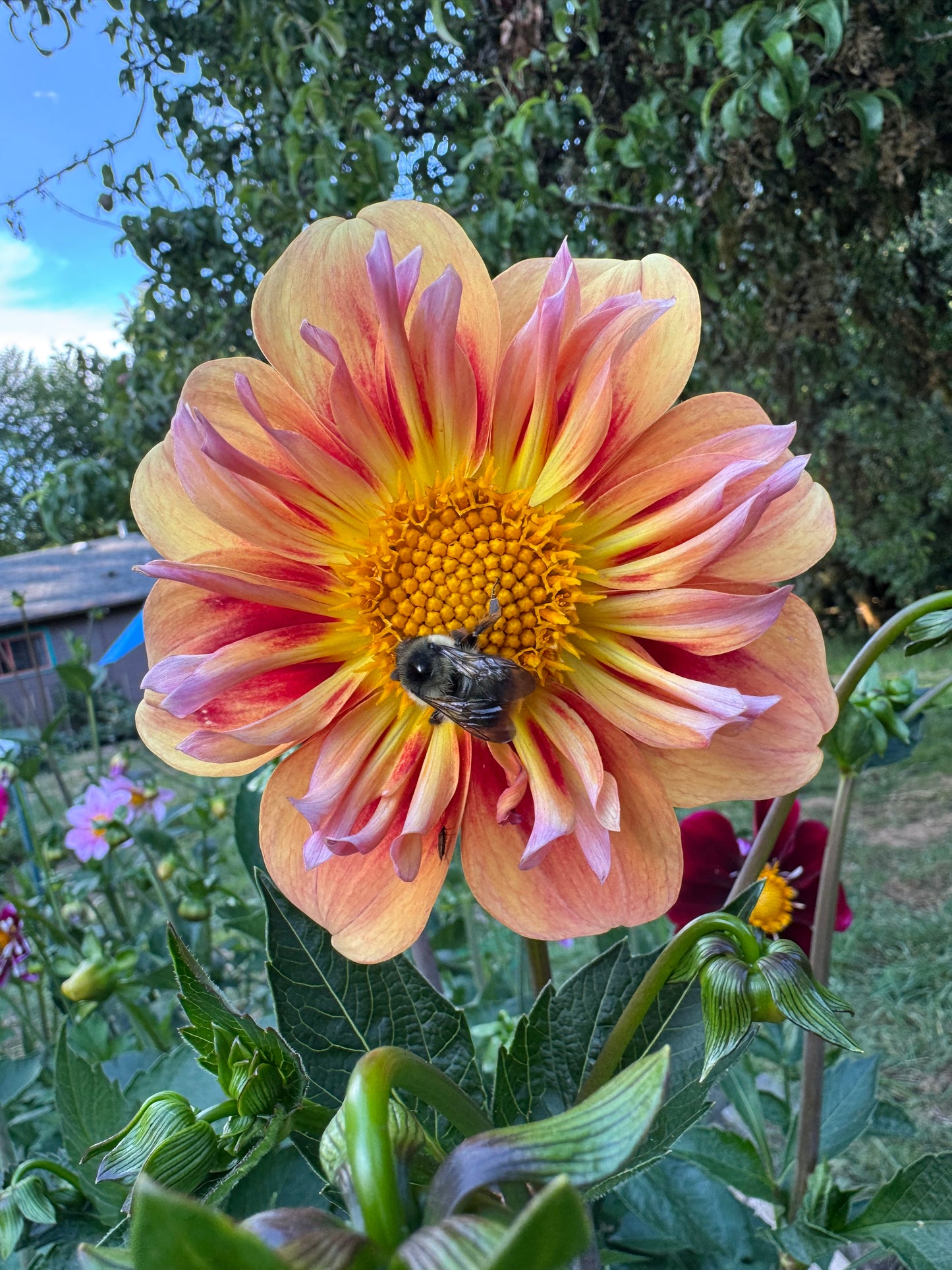 POG(Passion Fruit Orange Guava)