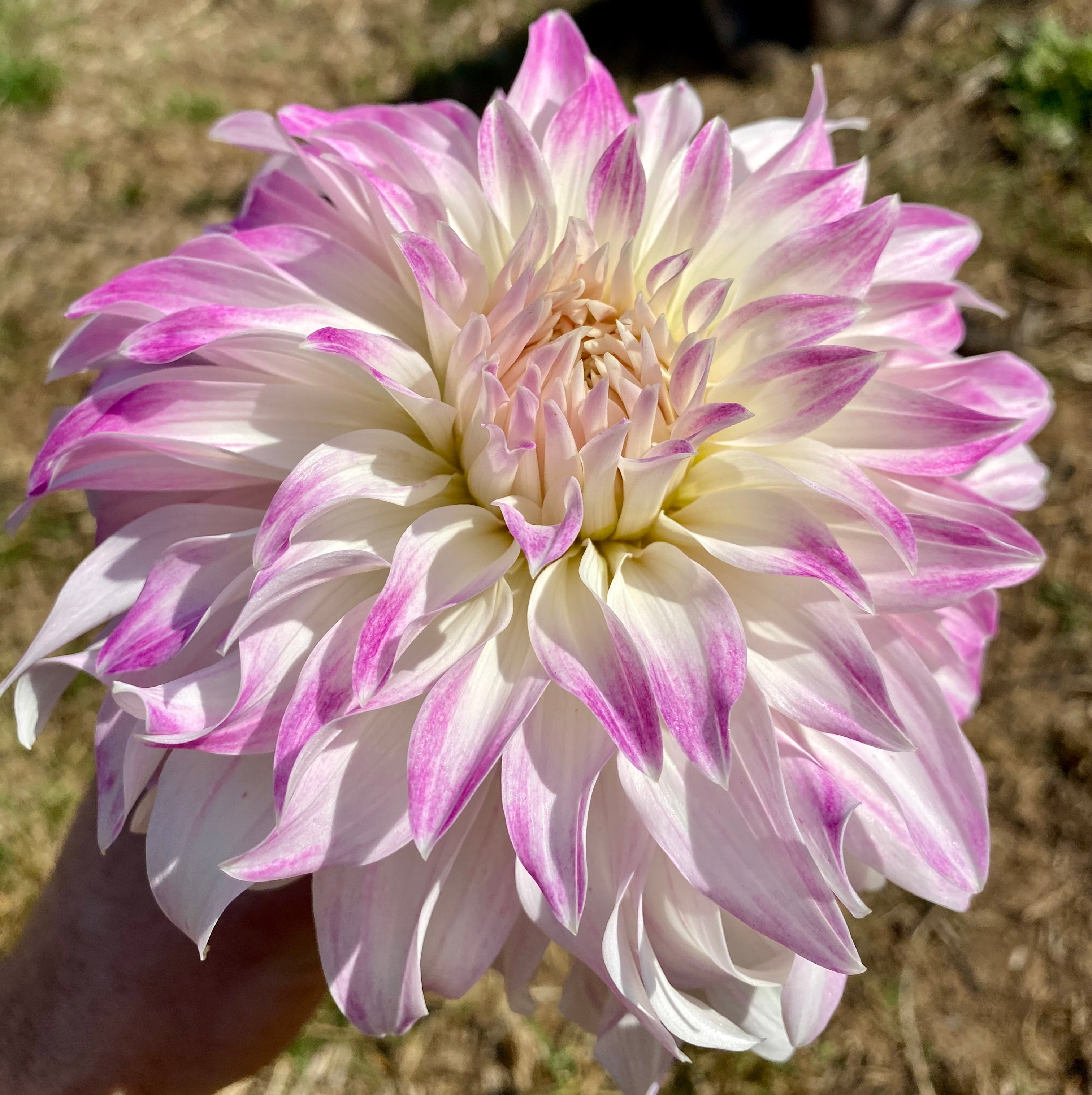 Pink Petticoat
