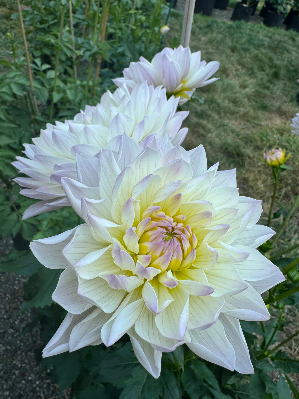 Hollyhill Lilibet