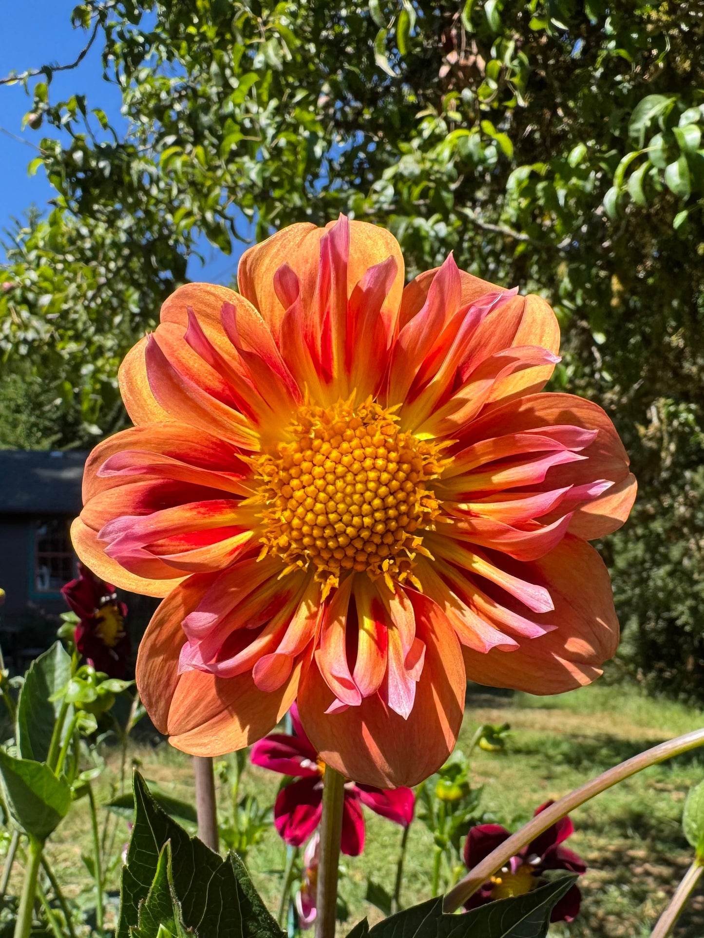 POG(Passion Fruit Orange Guava)