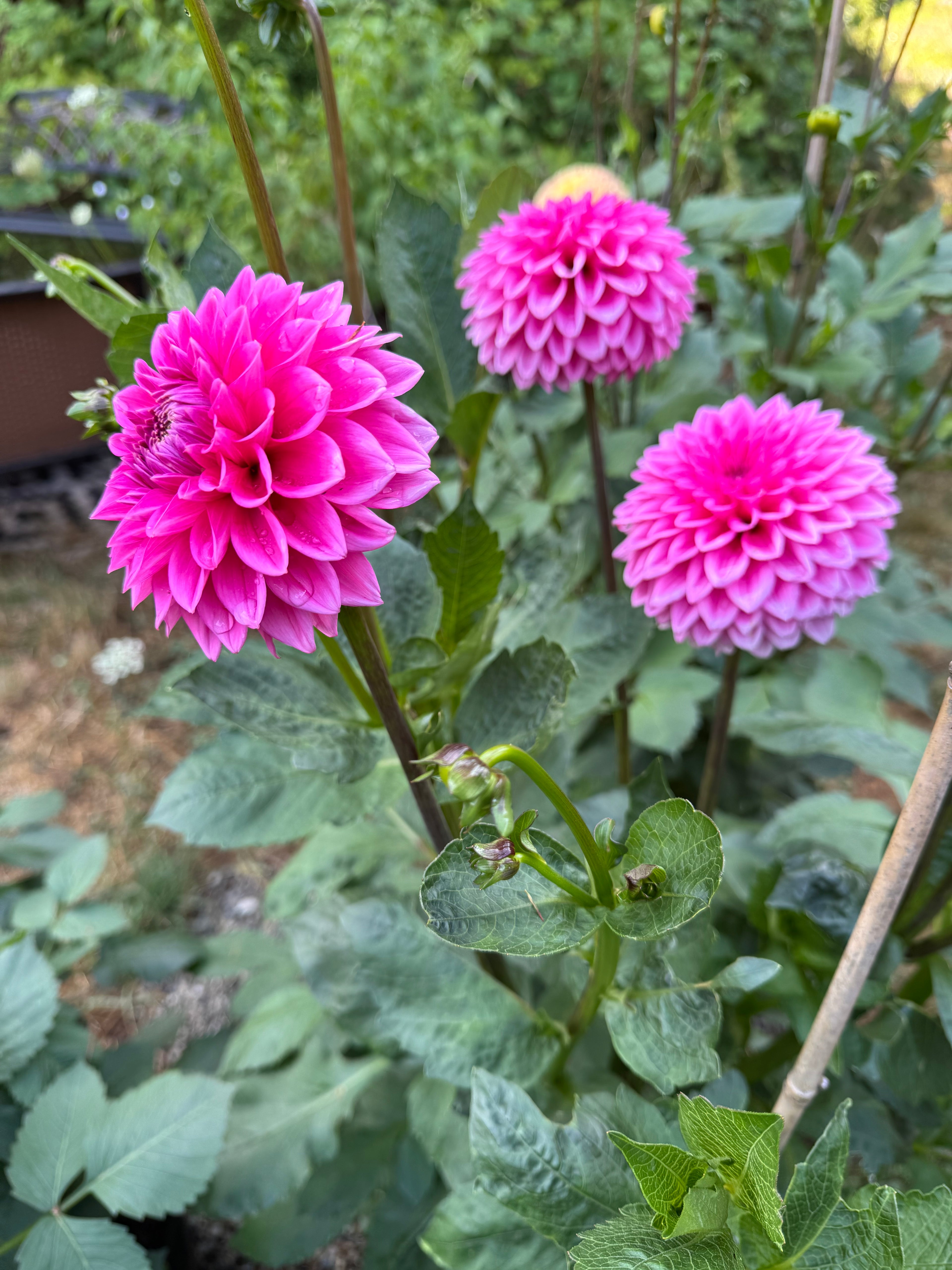 Pink Sylvia